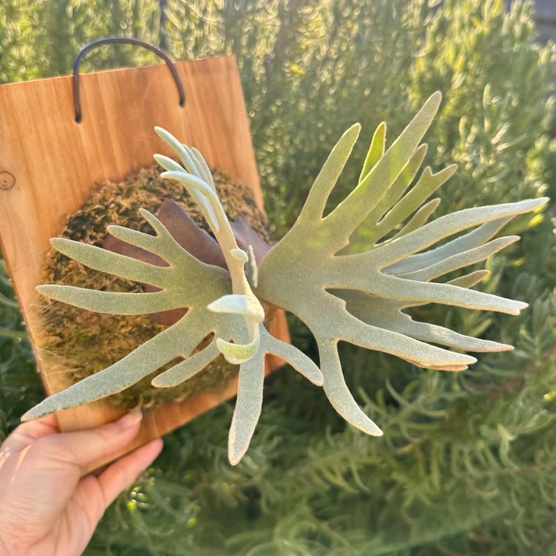 【板付け】P.willinckii ’Jade Girl’ spore 1201