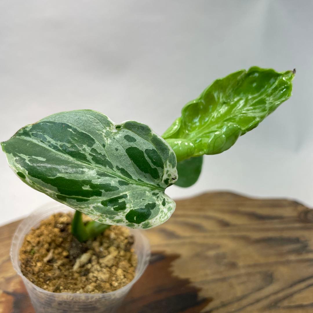 リ*イ様 a 36品種保証！斑入り保証Bulbasaurモンステラ バルバソー