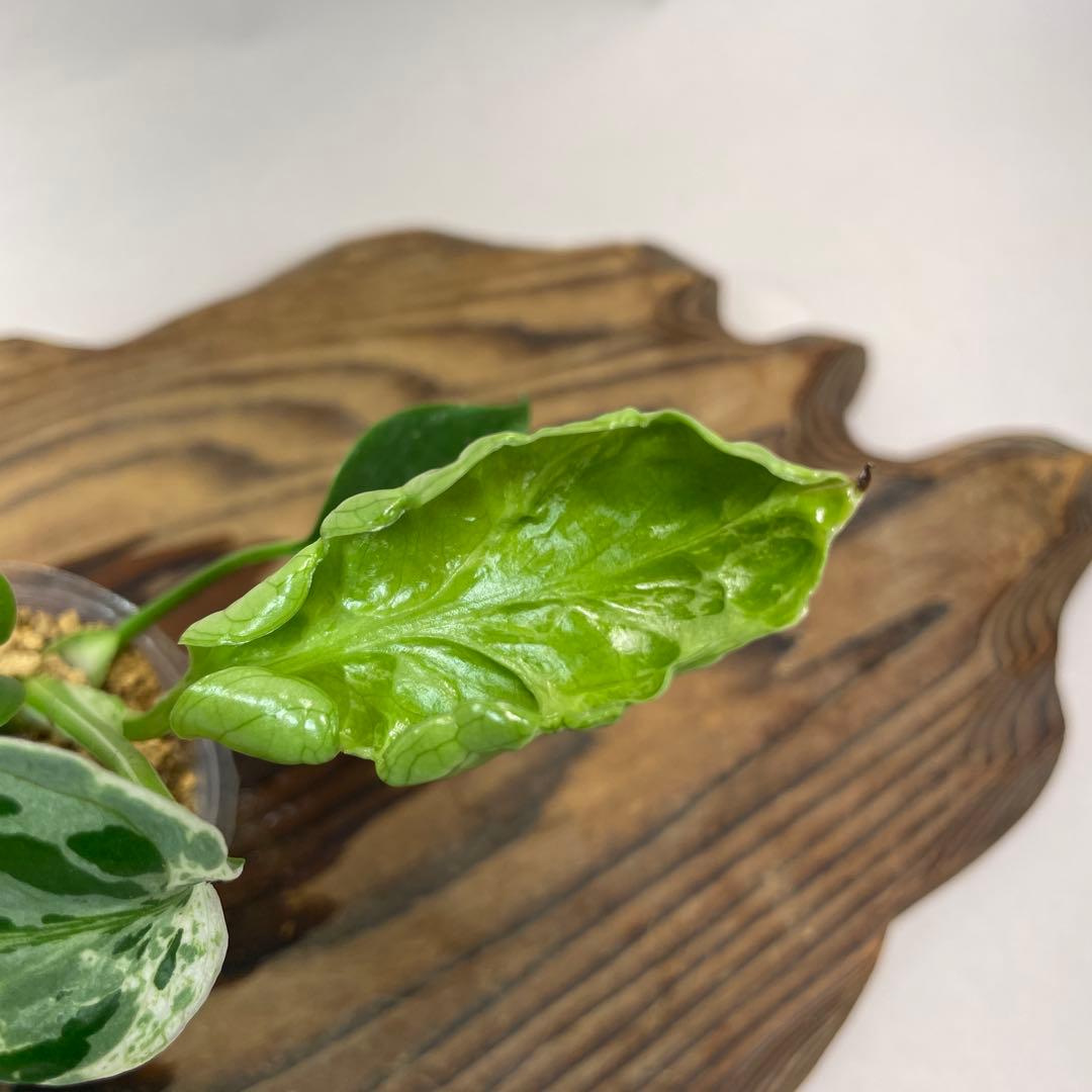 リ*イ様 a 36品種保証！斑入り保証Bulbasaurモンステラ バルバソー