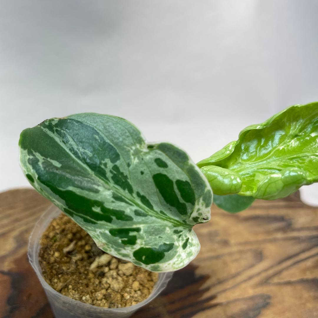 リ*イ様 a 36品種保証！斑入り保証Bulbasaurモンステラ バルバソー