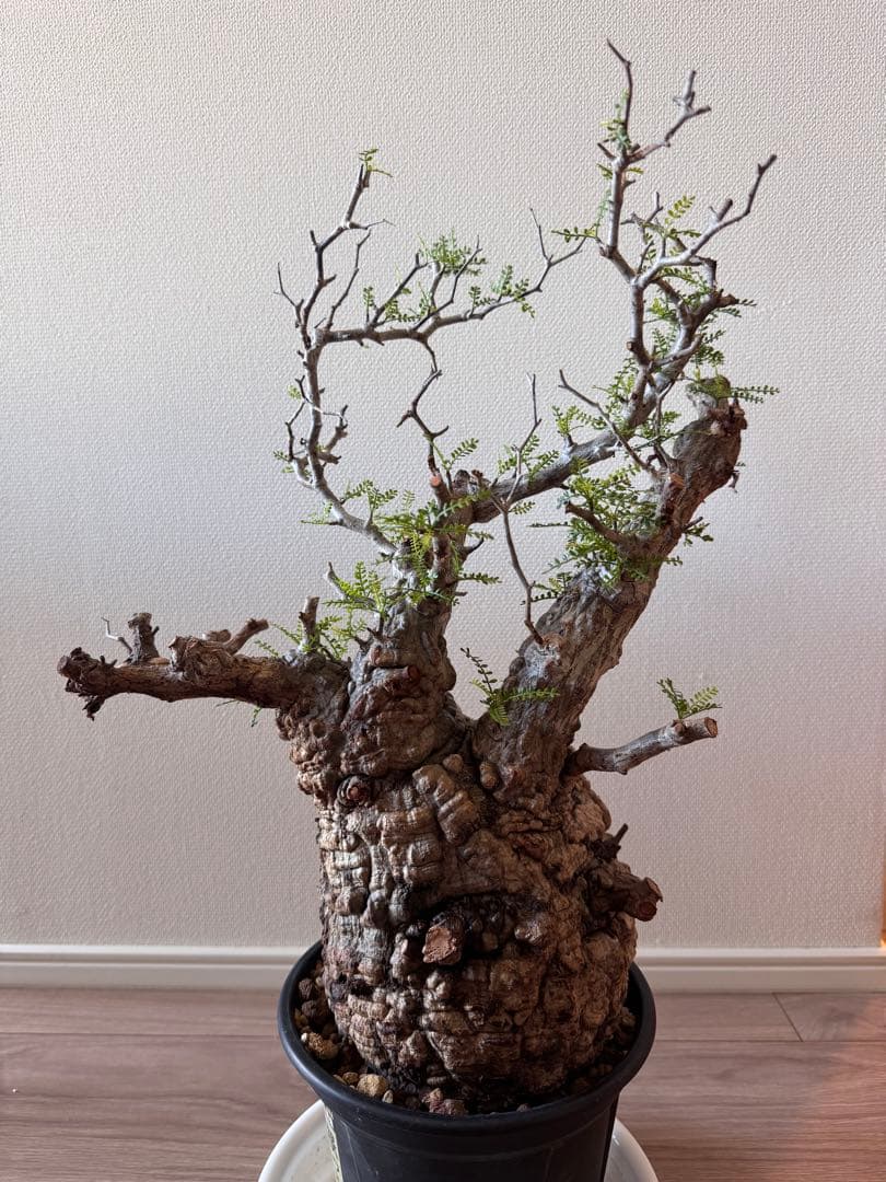 「おしるこ様限定！のため、他の方は購入をご遠慮ください。