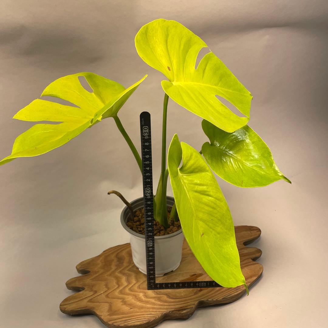 ま*め様 lsw785モンステラ　デリシオーサ　黄金葉　ゴールドリーフ　フルムー