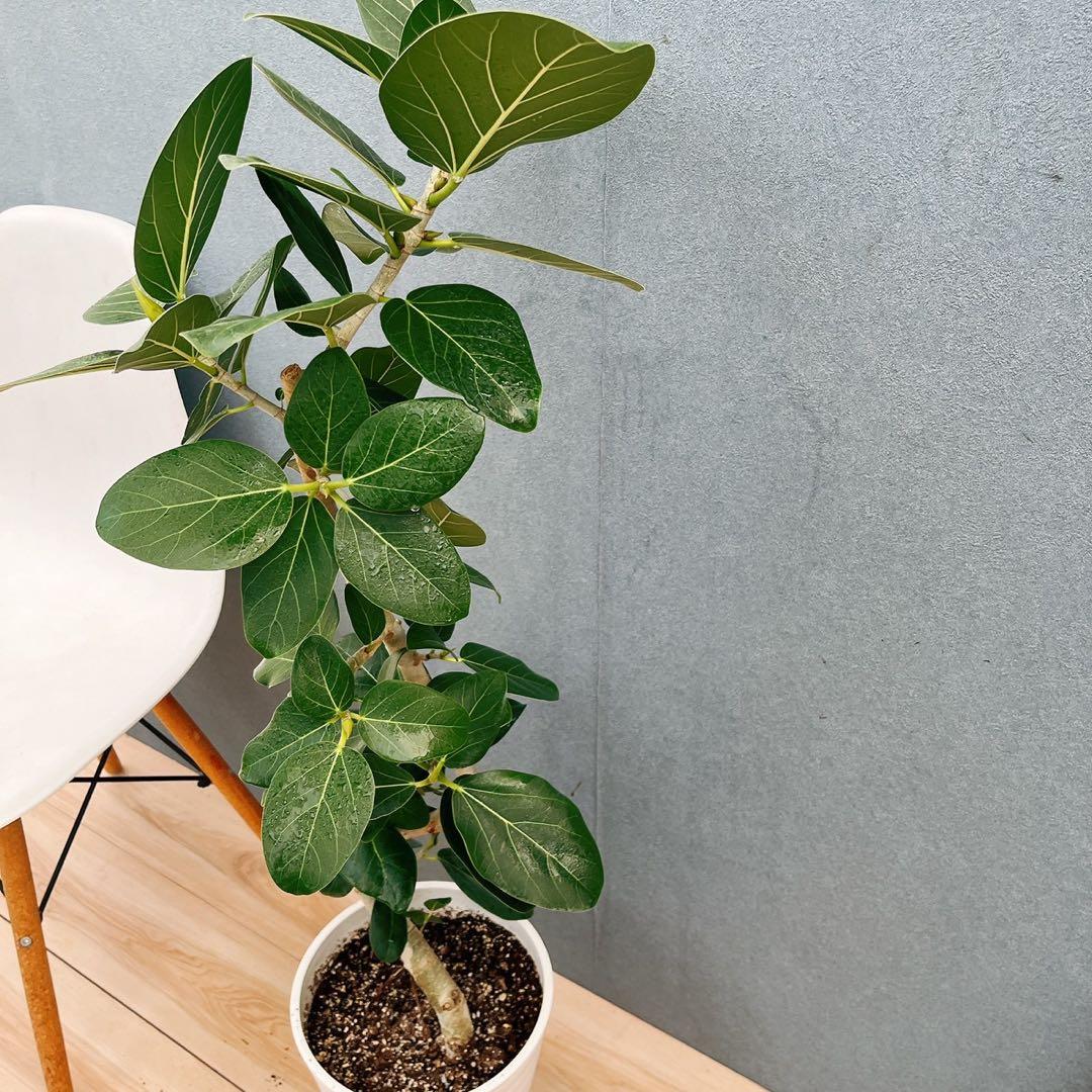 ［現品］97番　フィカス　ベンガレンシス　曲がり 8号　観葉植物　室内　大型