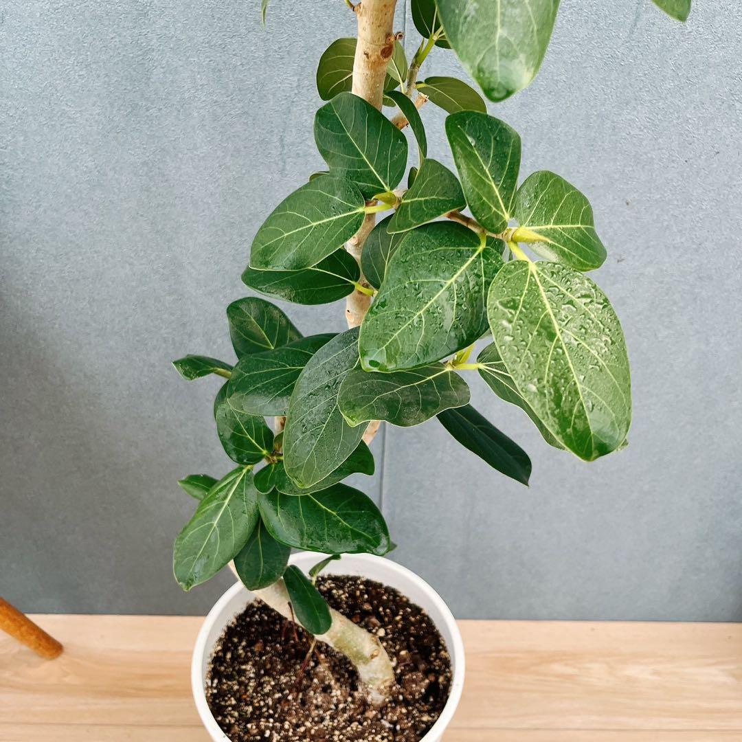 ［現品］97番　フィカス　ベンガレンシス　曲がり 8号　観葉植物　室内　大型