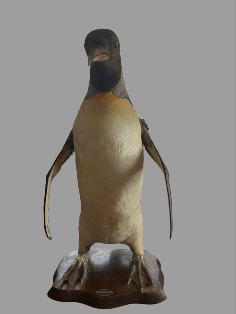 キングペンギン 剥製 木製台座付き 約70cm