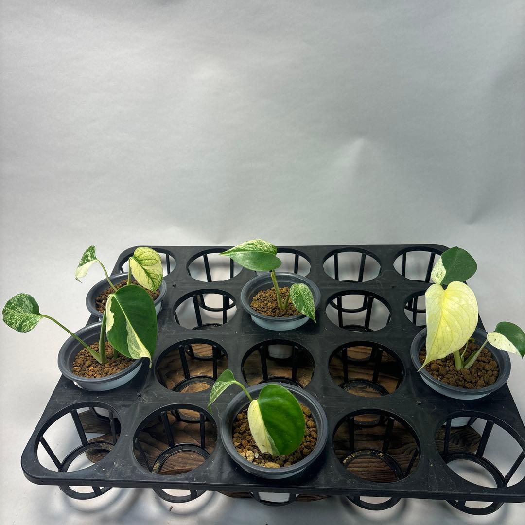 ち*か様 5株セットms32【特別選抜】ホワイトモンスター／天津蘭 モンステラ斑