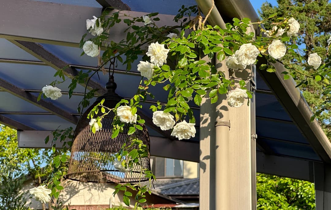 専用蘭丸&桃子様【バラ「超」大苗】アルベリック バルビエ（つるバラ）