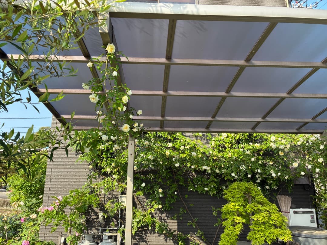 専用蘭丸&桃子様【バラ「超」大苗】アルベリック バルビエ（つるバラ）