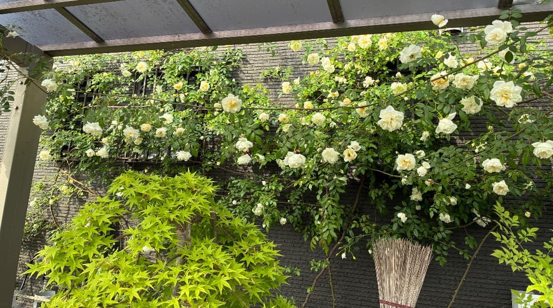 専用蘭丸&桃子様【バラ「超」大苗】アルベリック バルビエ（つるバラ）