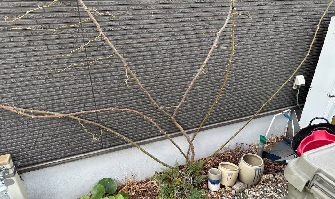 専用蘭丸&桃子様【バラ「超」大苗】アルベリック バルビエ（つるバラ）