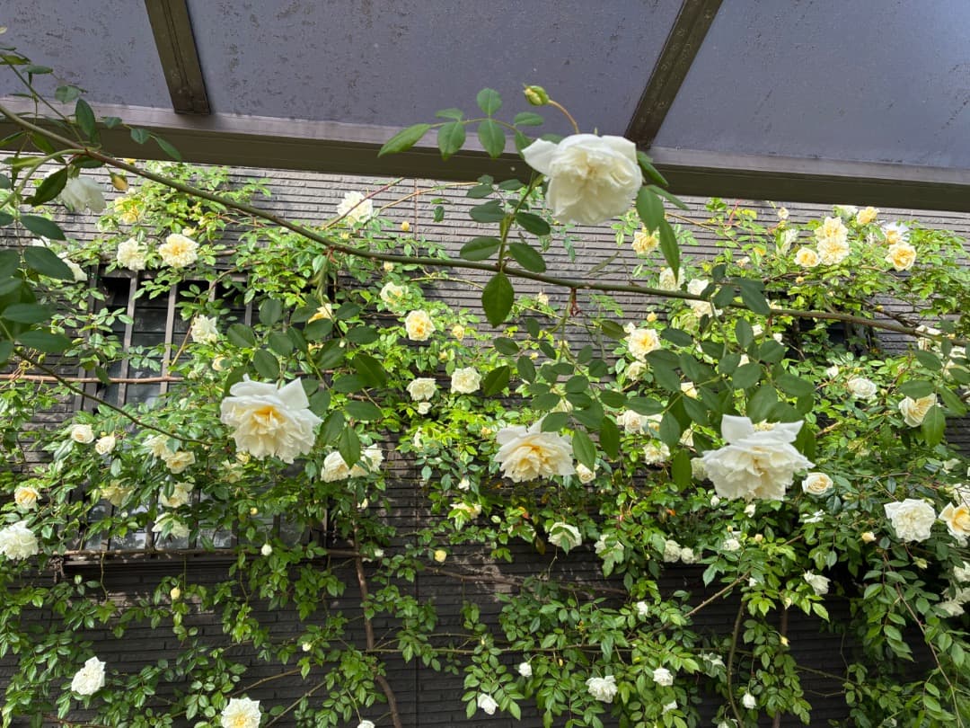 専用蘭丸&桃子様【バラ「超」大苗】アルベリック バルビエ（つるバラ）