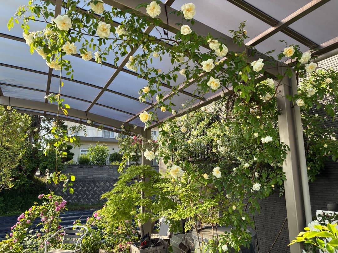 専用蘭丸&桃子様【バラ「超」大苗】アルベリック バルビエ（つるバラ）