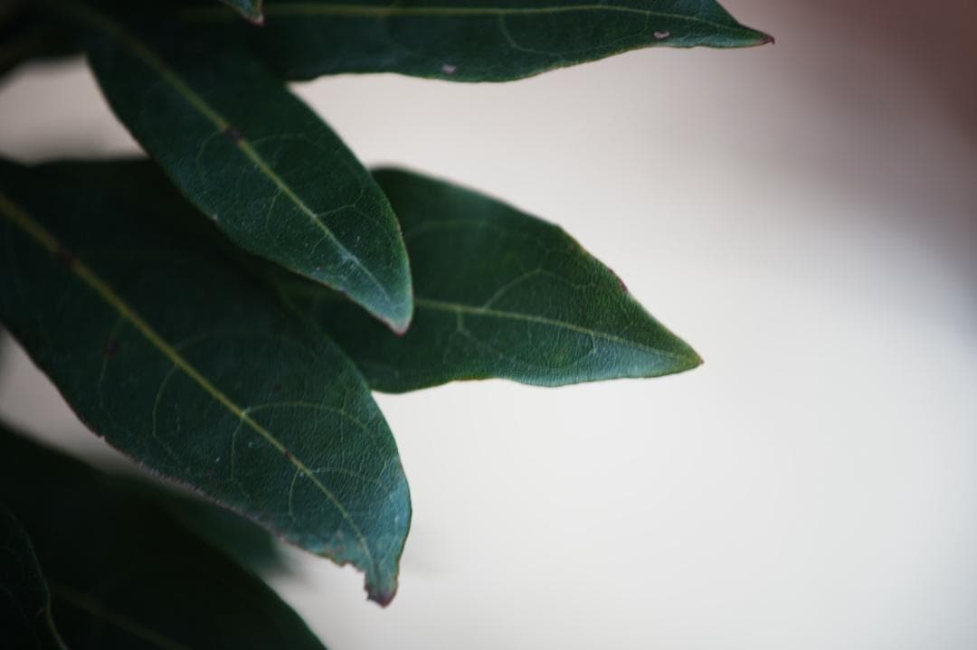 【整備＆テスト済】 Canon New FD 80-200mm f4 L 006