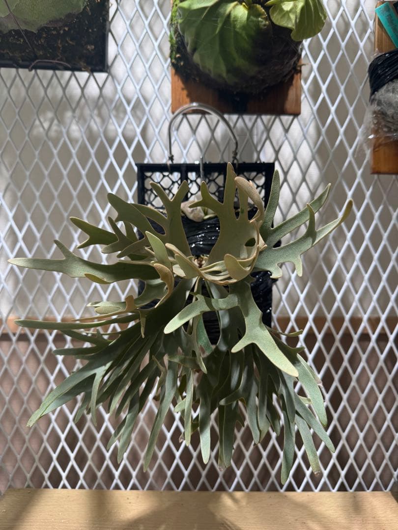 P. willinckii \"Padparadscha\" 親株