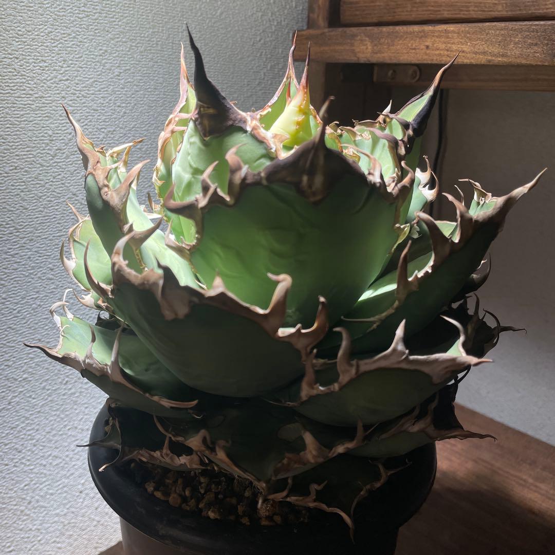 アガベチタノタ　シーザー