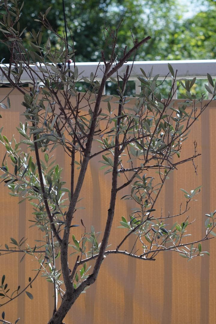 う*！様 Leitz ELMARIT 90mm f/2.8 Mマウント レンズ