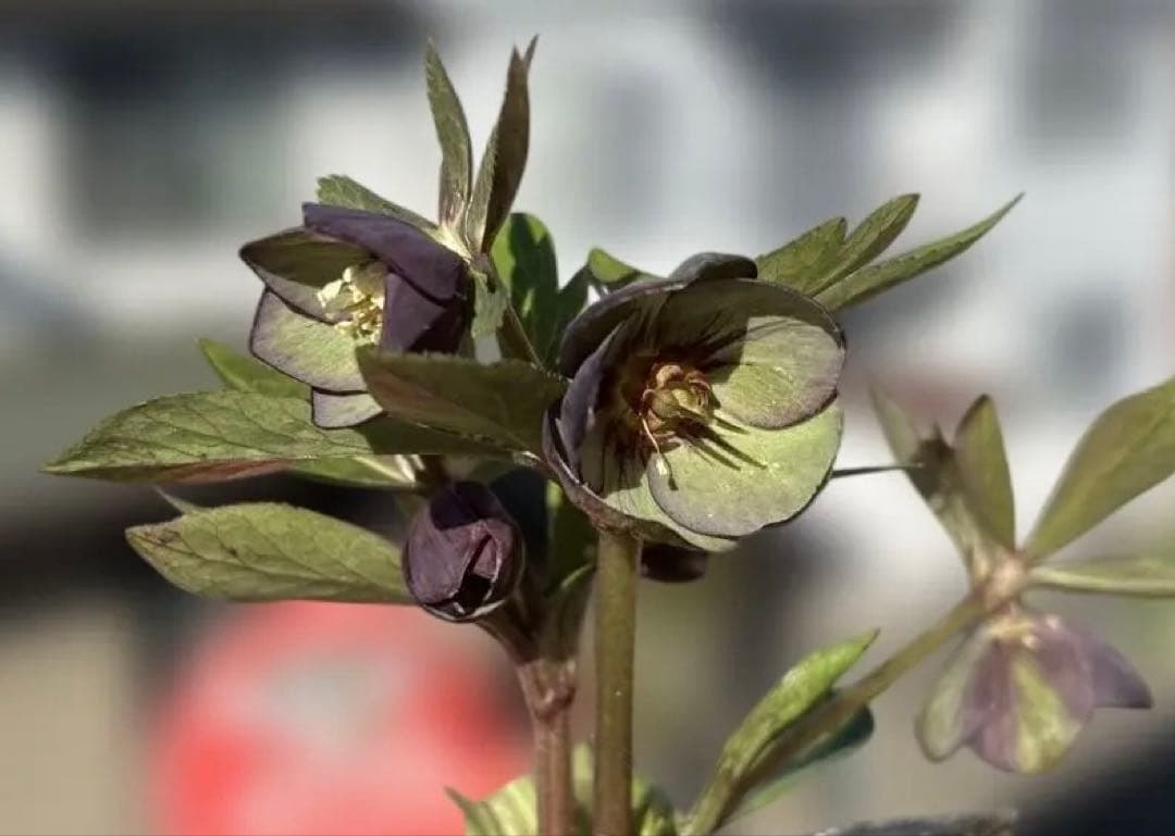 おこめ様ご依頼品　クリスマスローズ　開花株　横山園芸　2苗　現品　匿名発送