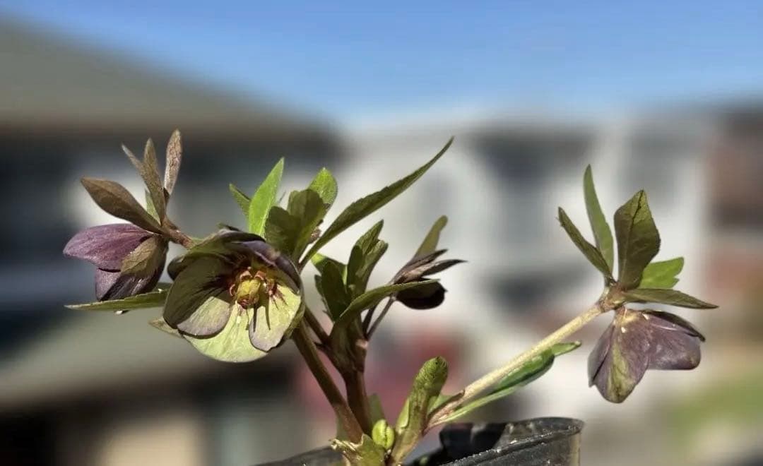 おこめ様ご依頼品　クリスマスローズ　開花株　横山園芸　2苗　現品　匿名発送