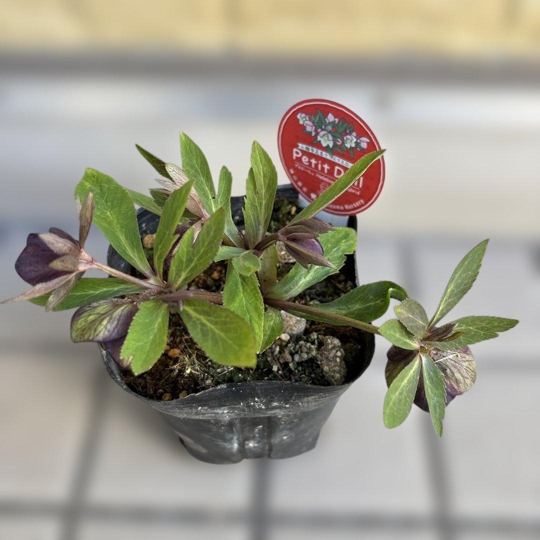 おこめ様ご依頼品　クリスマスローズ　開花株　横山園芸　2苗　現品　匿名発送