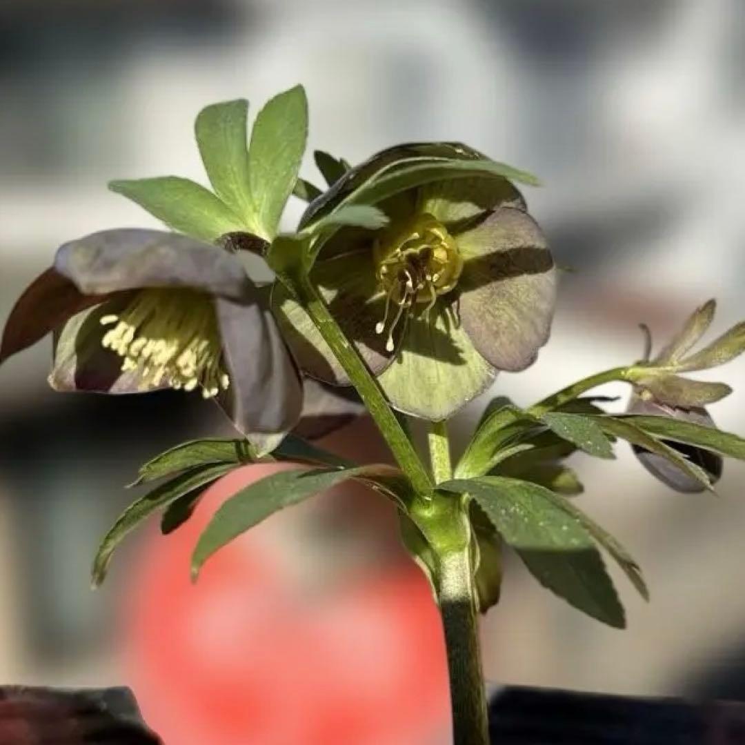 おこめ様ご依頼品　クリスマスローズ　開花株　横山園芸　2苗　現品　匿名発送