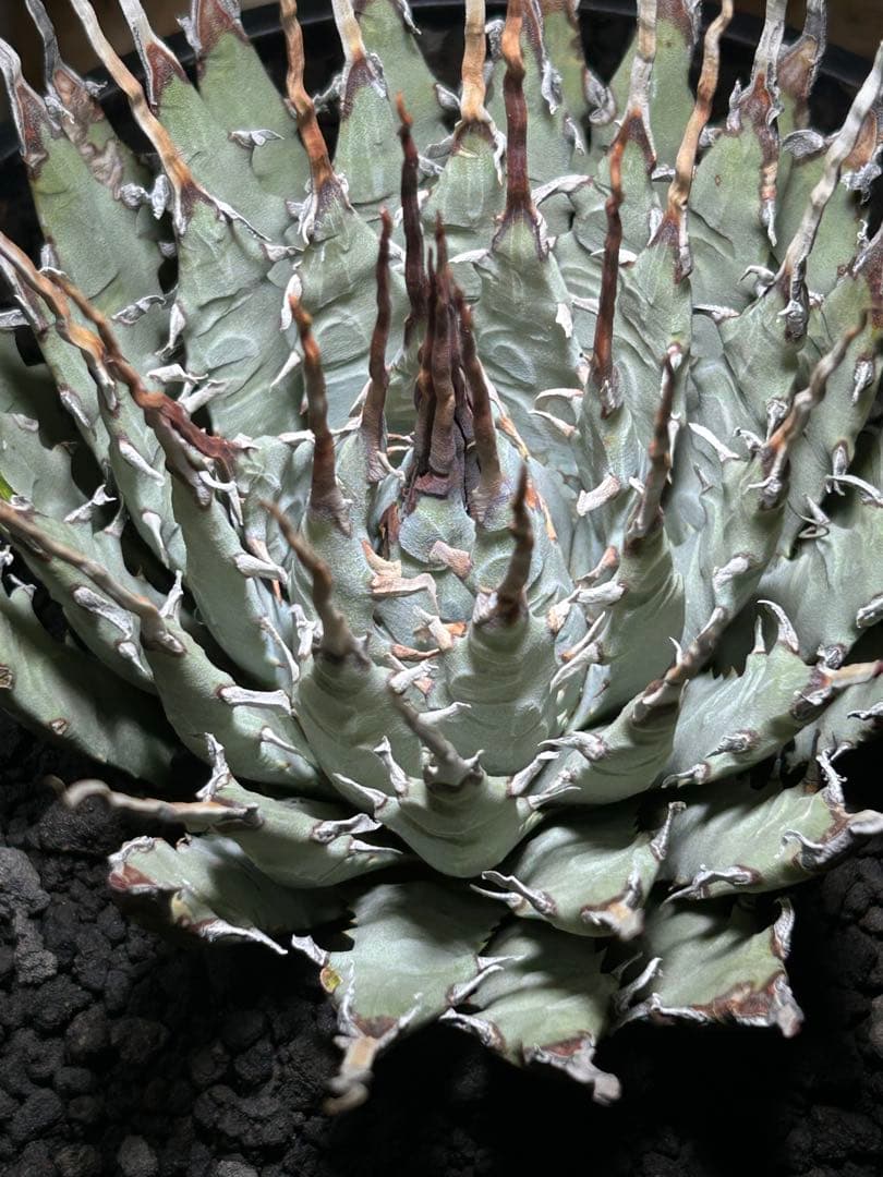 p*s様 アガベutahensis var.eborispina陽炎 超ロングト