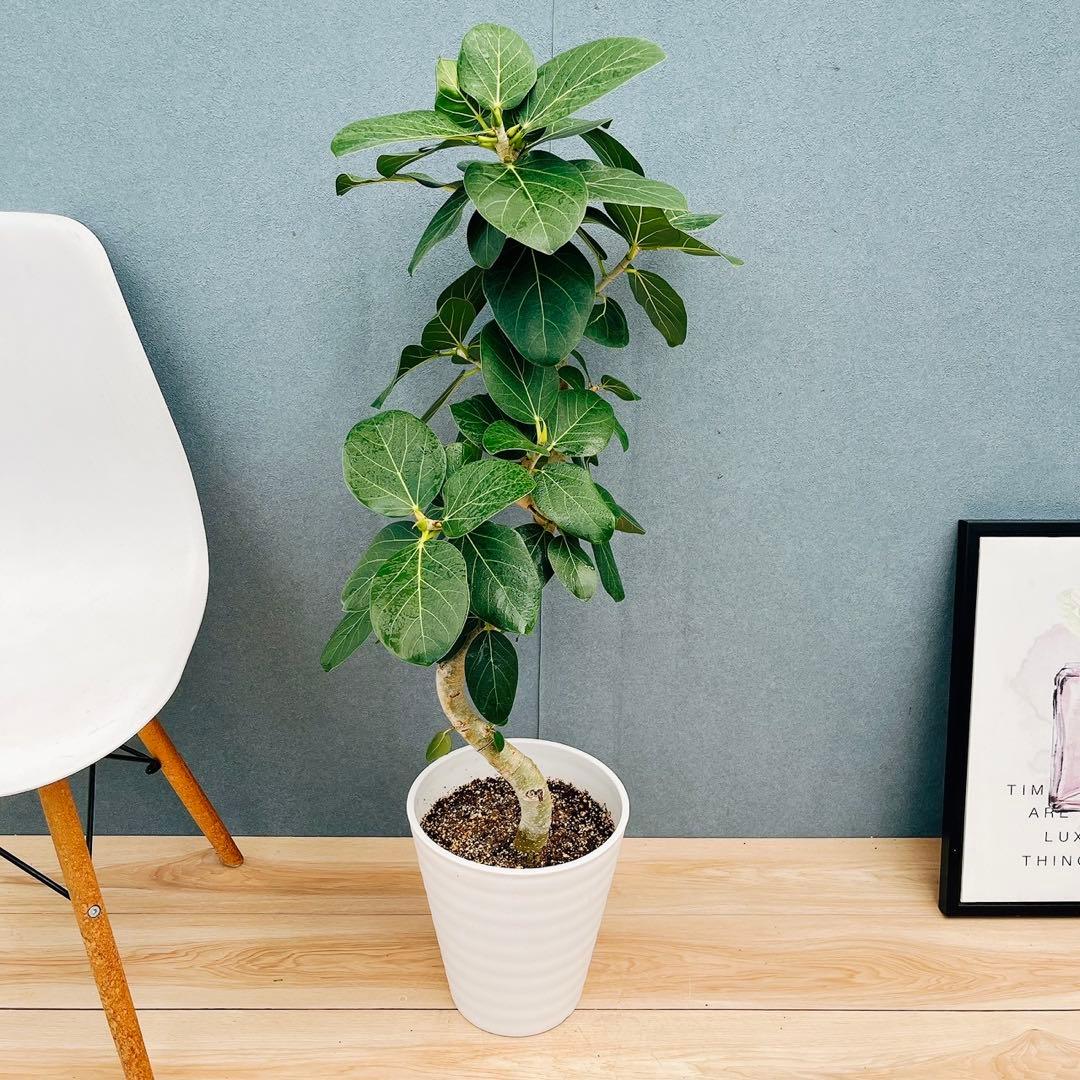 ［現品］84番　フィカス　ベンガレンシス　曲がり 8号　観葉植物　室内　大型