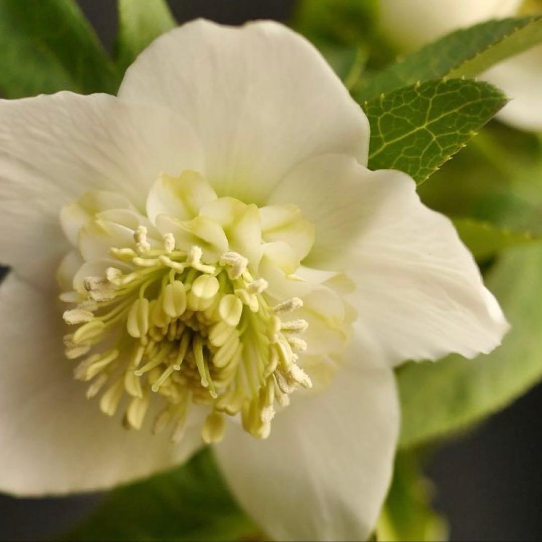 4655 整形オフホワイトセミダブルクリスマスローズ　開花株