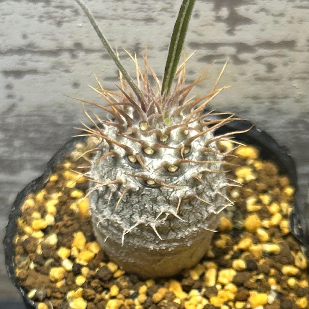 うめめ　様　確認専用です。