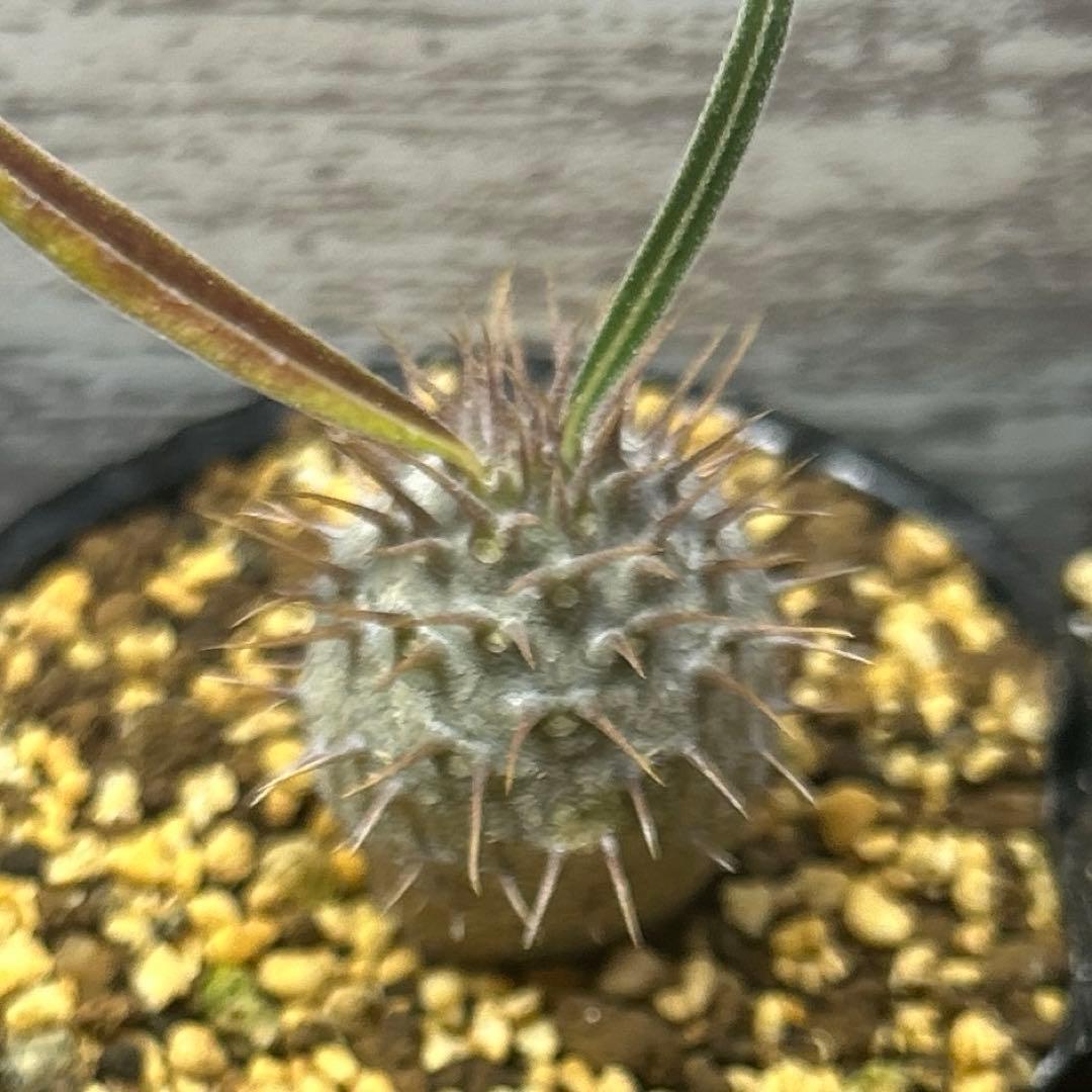 うめめ　様　確認専用です。