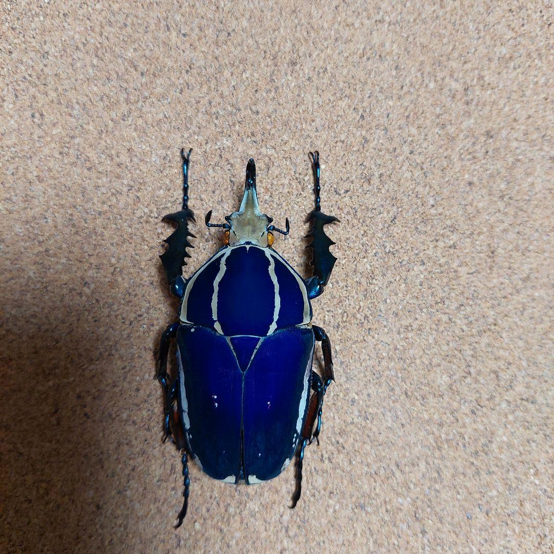 コエポン　ウガンデンシスオオツノカナブン　標本　+フクエアオカナブン　標本