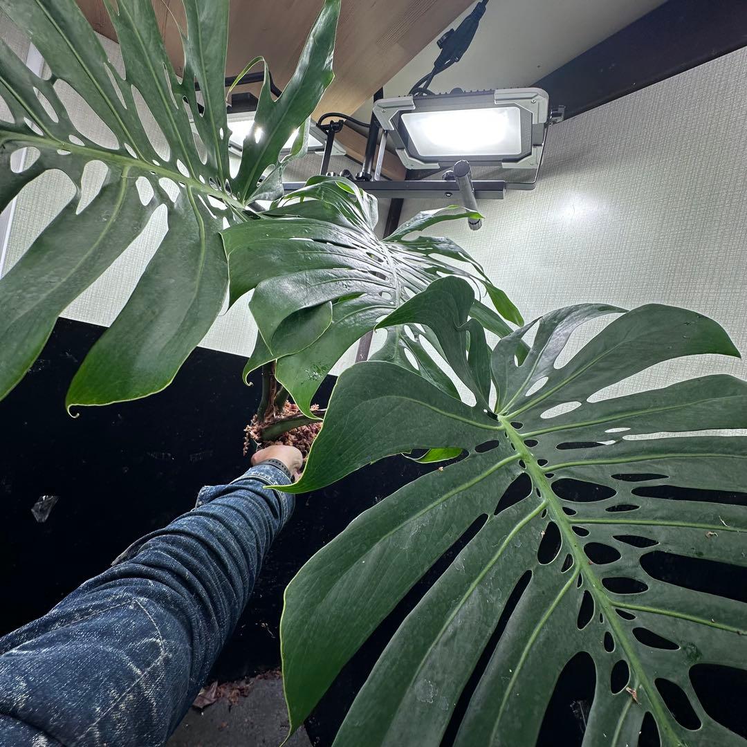 ハ*ル様 モンステラデリシオーサマクロコズム超希少系統鉢植え79㎝