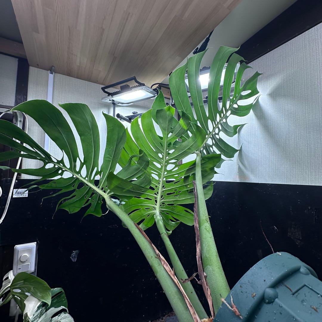ハ*ル様 モンステラデリシオーサマクロコズム超希少系統鉢植え79㎝