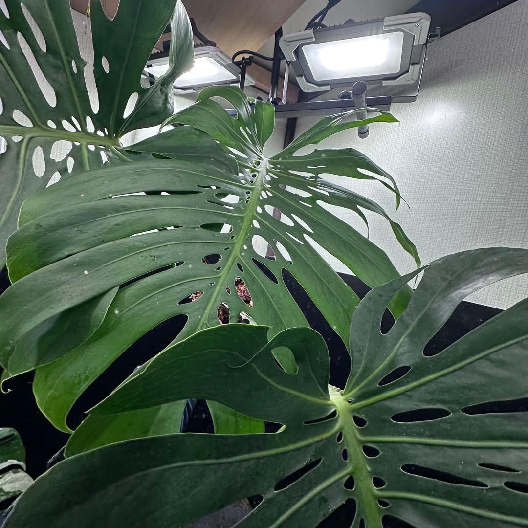 ハ*ル様 モンステラデリシオーサマクロコズム超希少系統鉢植え79㎝