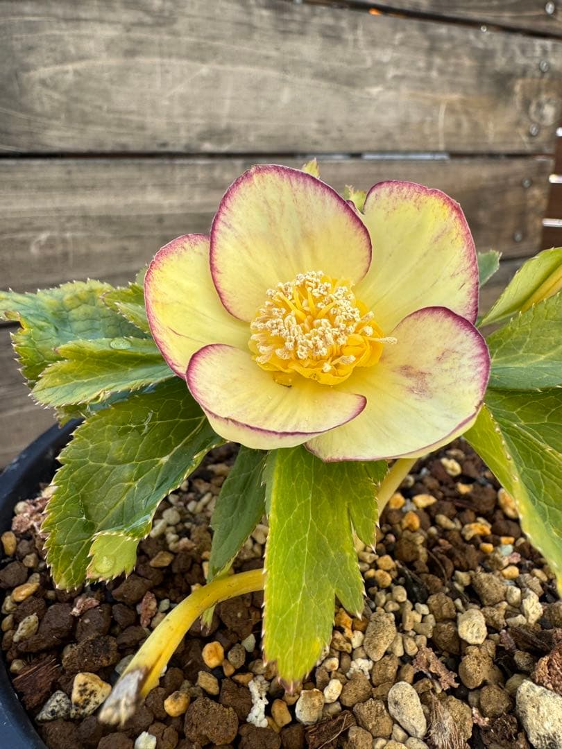 クリスマスローズ　蜃気楼交配