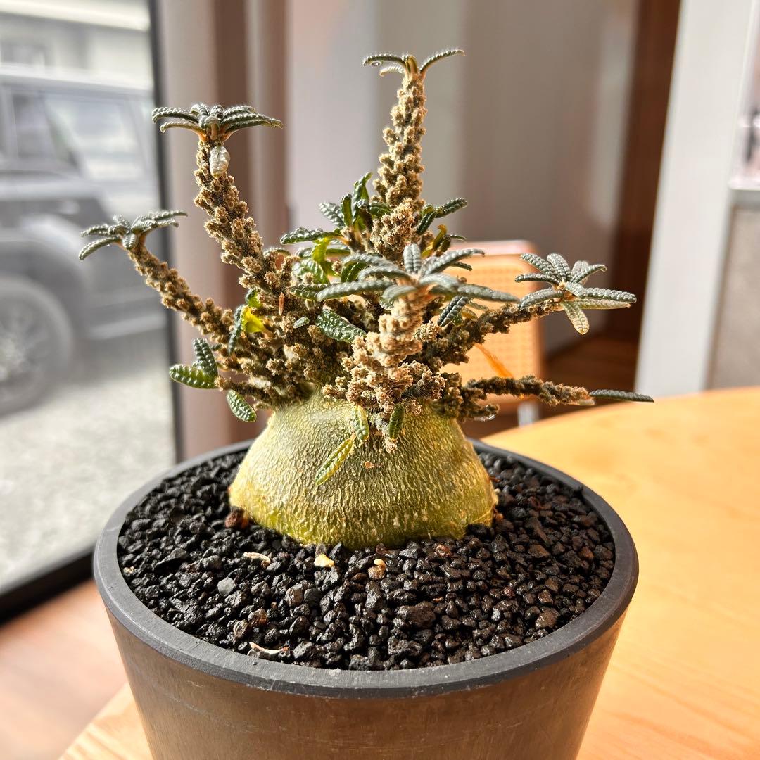 ト*ー様 ドルステニアギガスブラータ　塊根植物　グラキリス　パキプス　ギガス　ブ