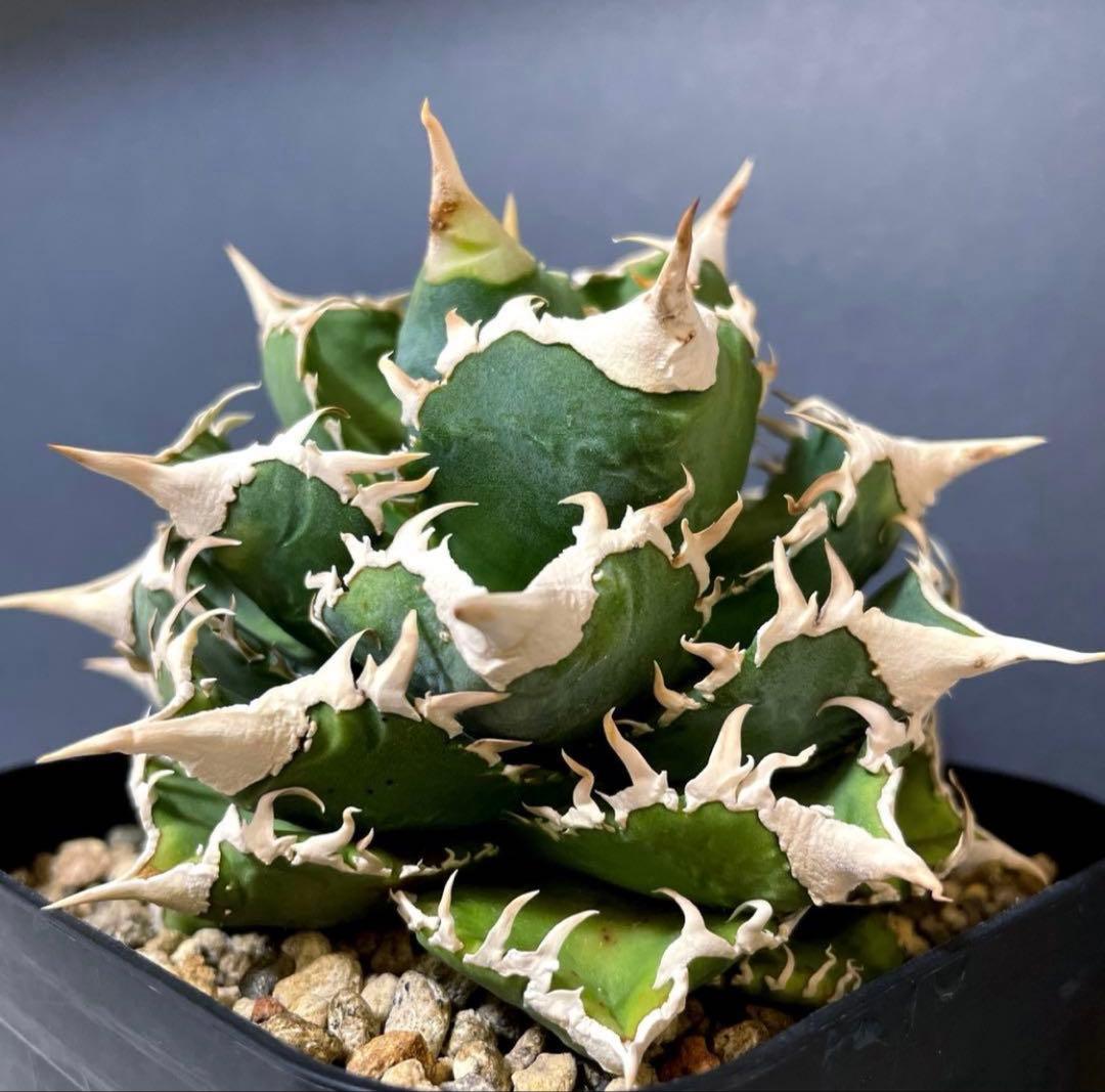 アガベ 特選 大白鯊 親株 子株4個セットLIZE チタノタ