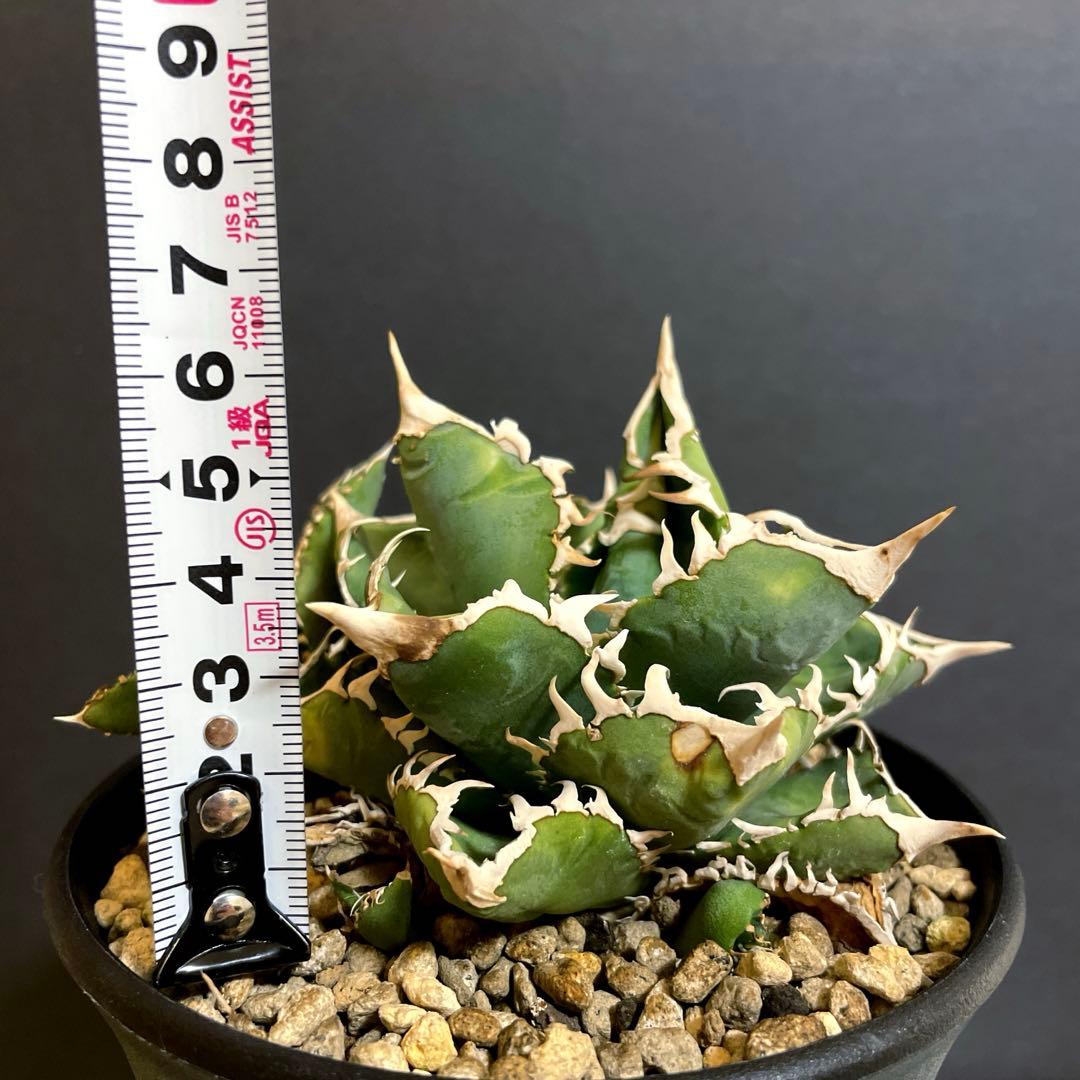 アガベ 特選 大白鯊 親株 子株4個セットLIZE チタノタ