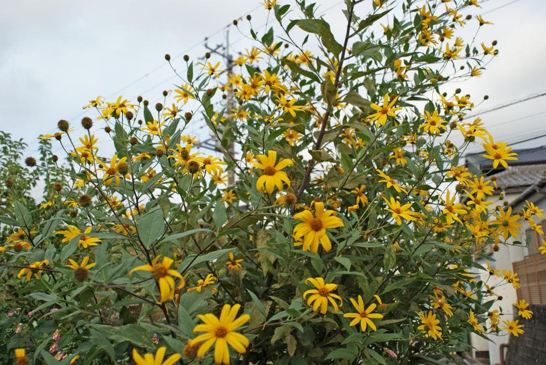 レンズ(単焦点) SONY 20mm F2.8 SAL20F28 #7713