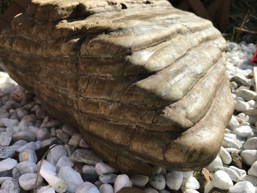 【TOなかい】瀬田川石『虎石』