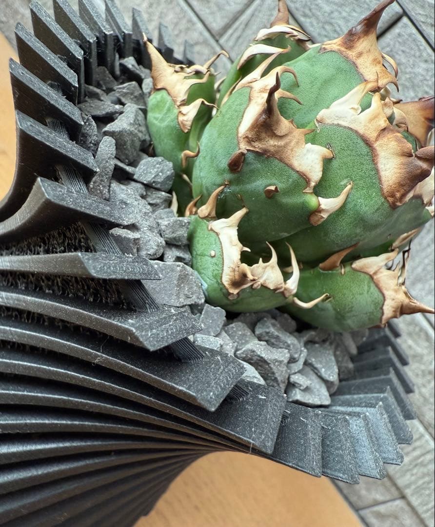 【鉢ごと発送】アガベ チタノタ レッドキャットウィーズル【ゴリ猫・丸型・超低重心