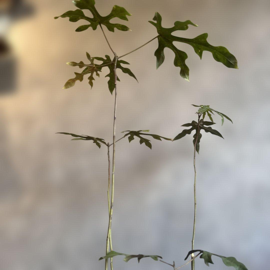 ボトルツリー 2026希少ブラキキトン ディスカラー新芽でてます 鉢付き