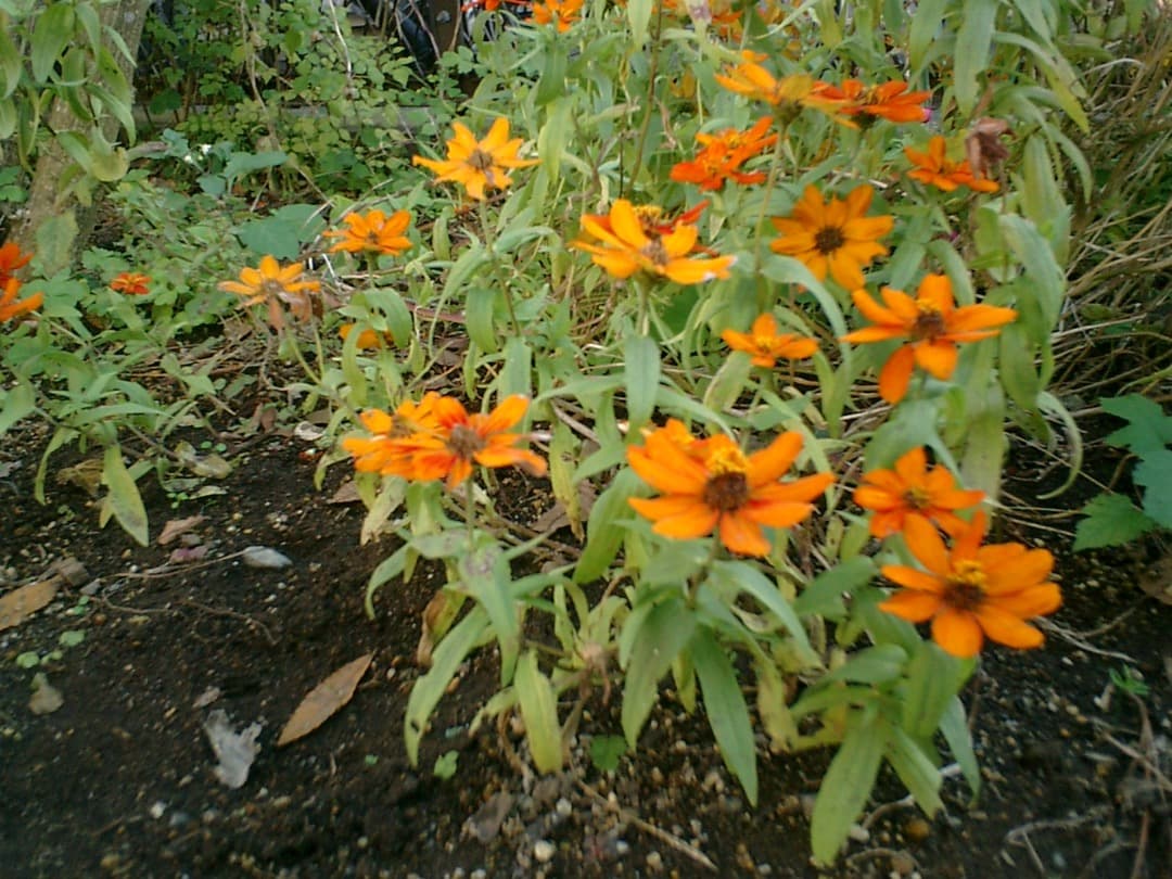 レトロ⭕️実写美【動作確認済】CASIO EXILIM EX-S1 シルバー