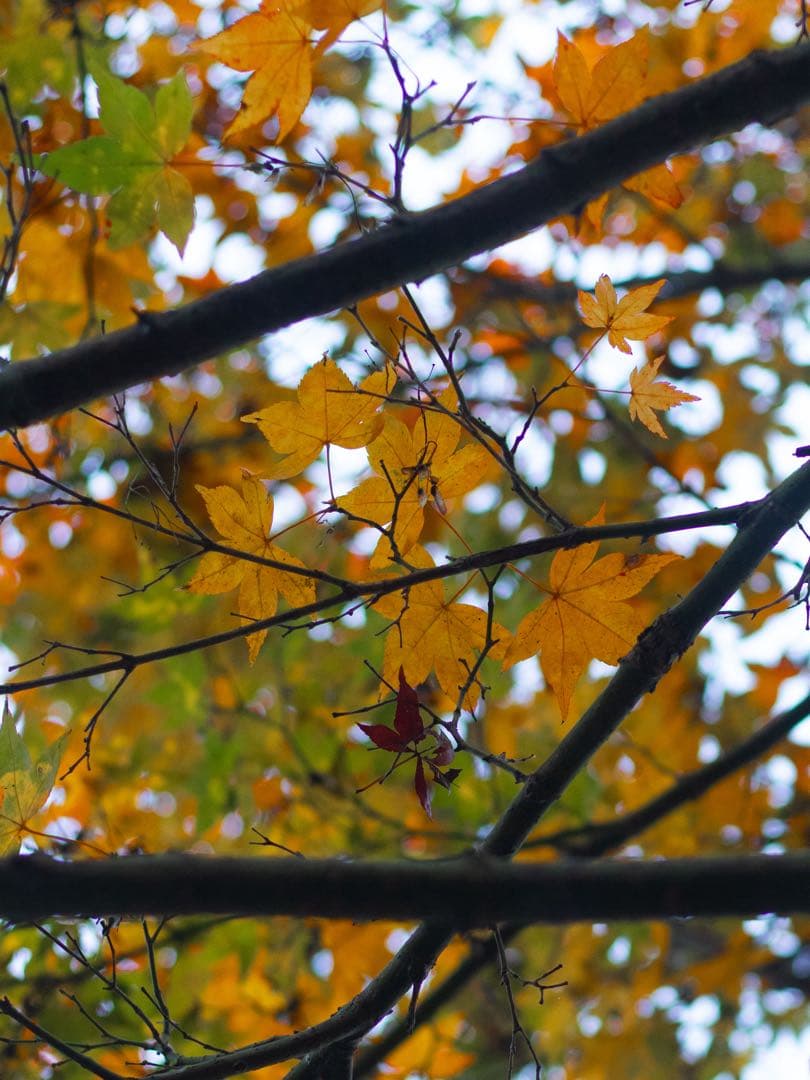 M*n様 Canon 77d (9000d) OVERSEAS VERSION