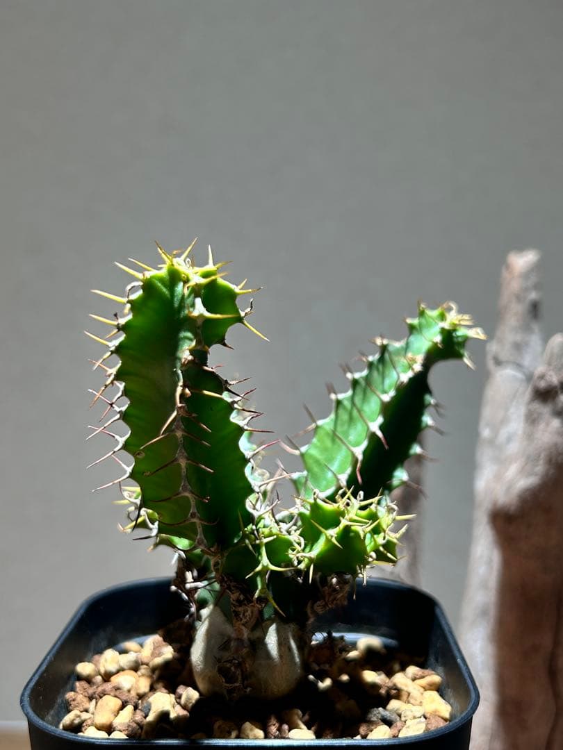 ユーフォルビア　ムランジーナ A