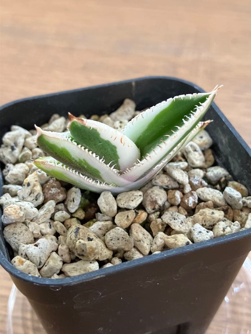 うし　【匿名配送】活着　特大　アガべ　チタノタ　豆豆龍錦　覆輪斑　TC