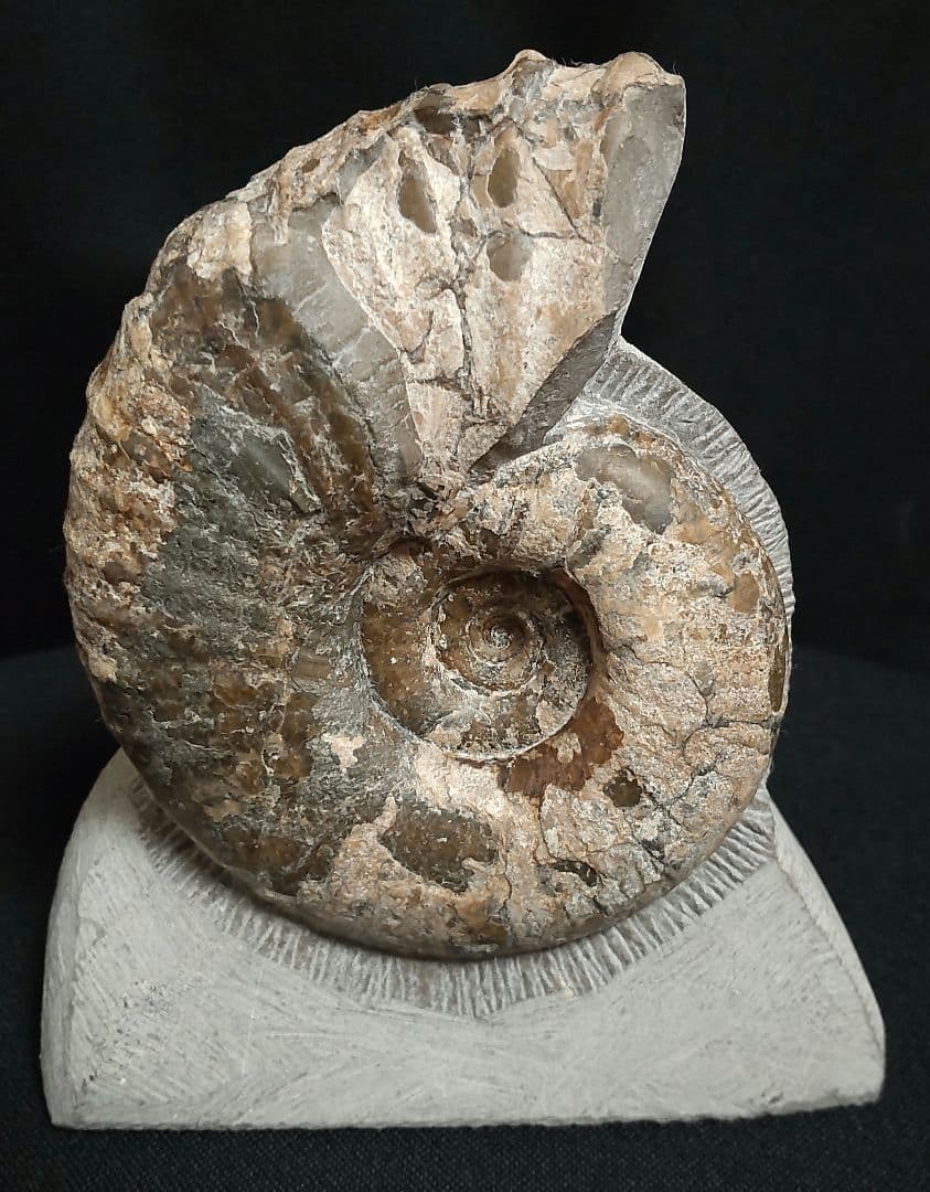 北海道産　アンモナイト　化石