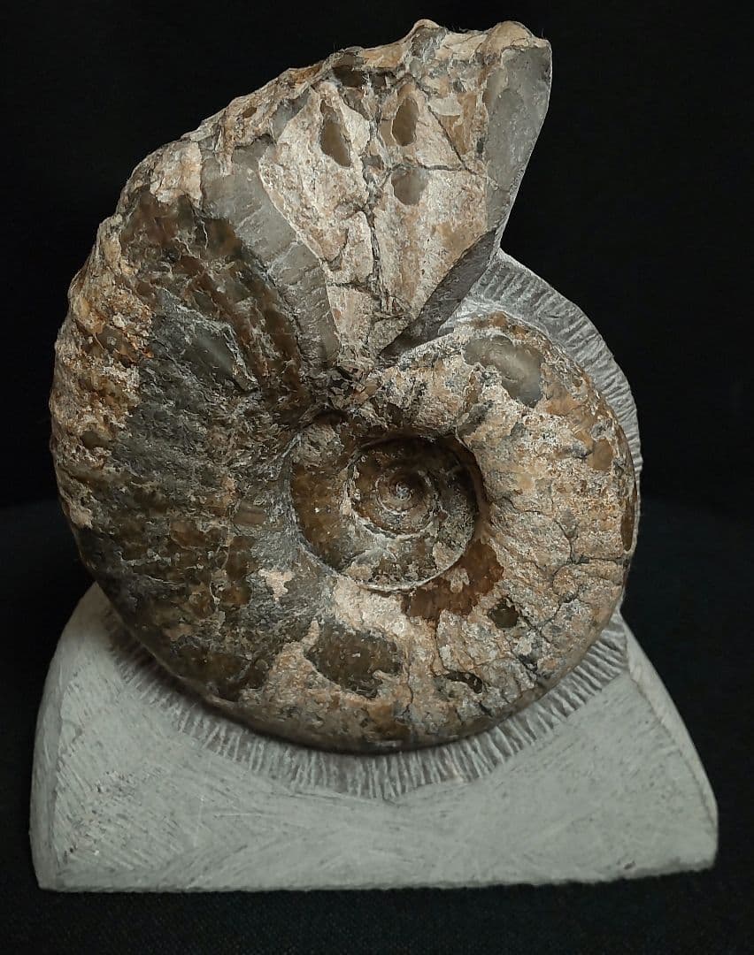 北海道産　アンモナイト　化石