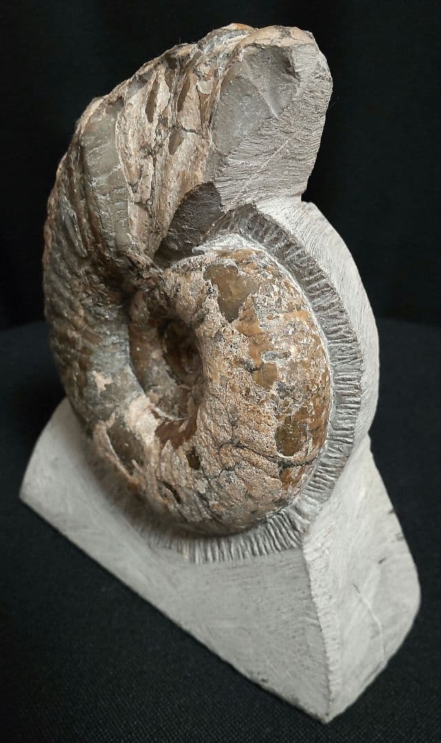 北海道産　アンモナイト　化石