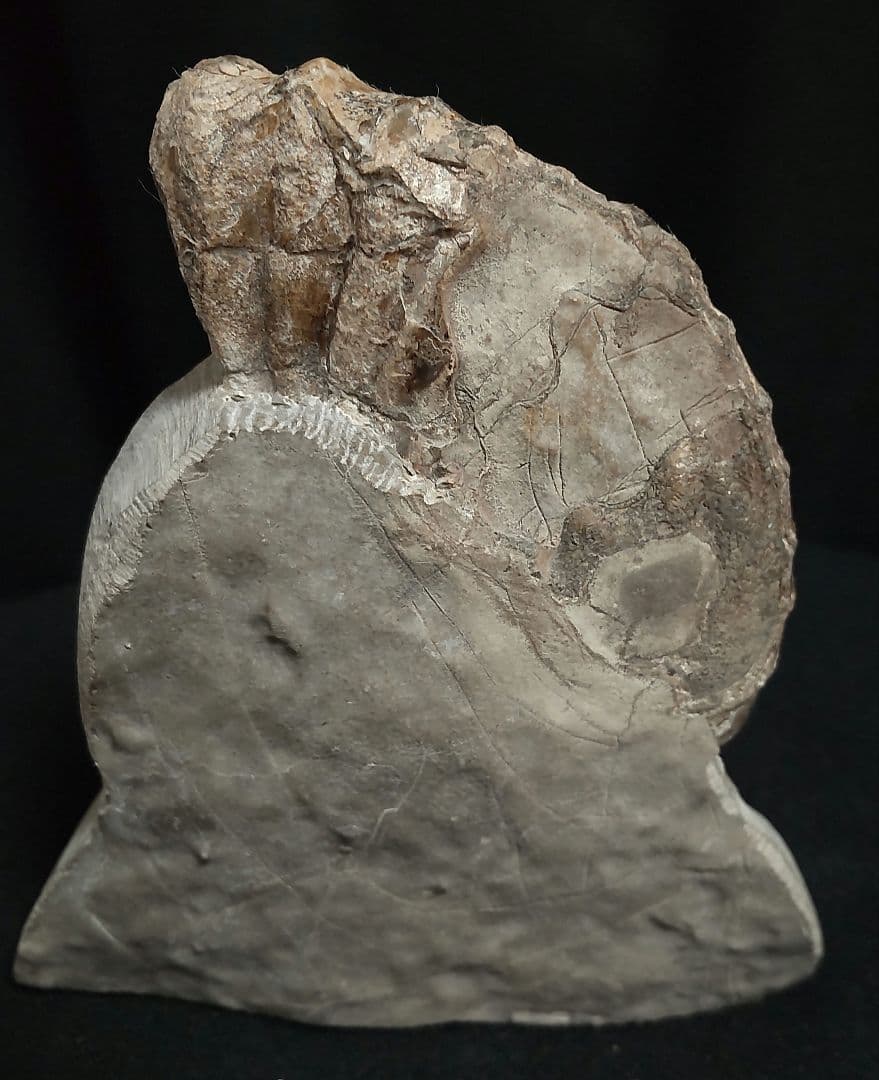 北海道産　アンモナイト　化石