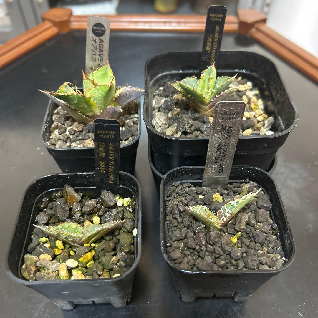 t*g様 アガベ　OC子株　4種セット　白毫棘　台湾ゴジラ　大白鯊　オアハカ現地